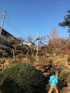 大倉山公園梅林の写真