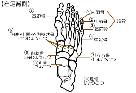 bones of foot