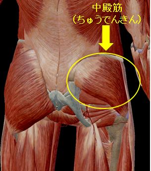 【股関節の痛み】腰痛や足のむくみ感にも効果がある、◯◯筋を治療します。